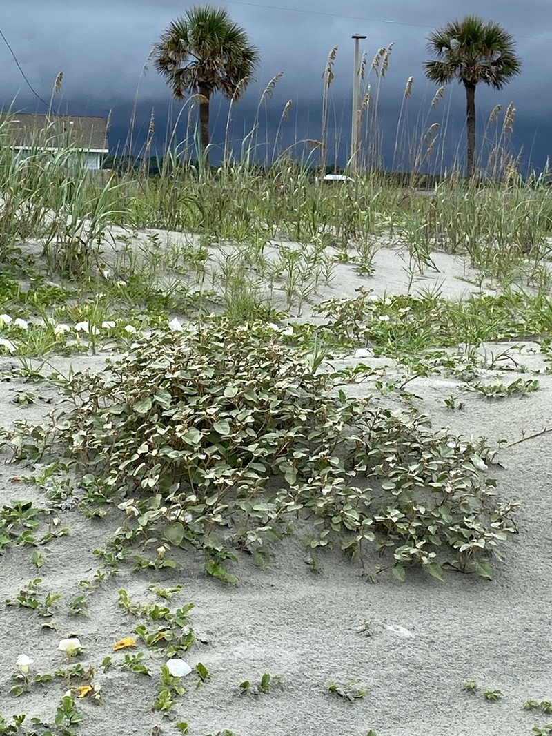 Gulf Croton photo 2