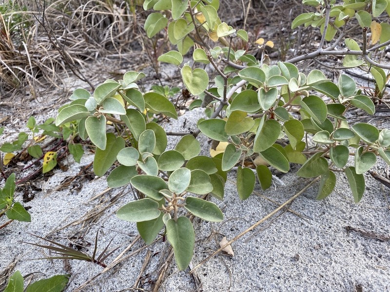 Gulf Croton photo 3