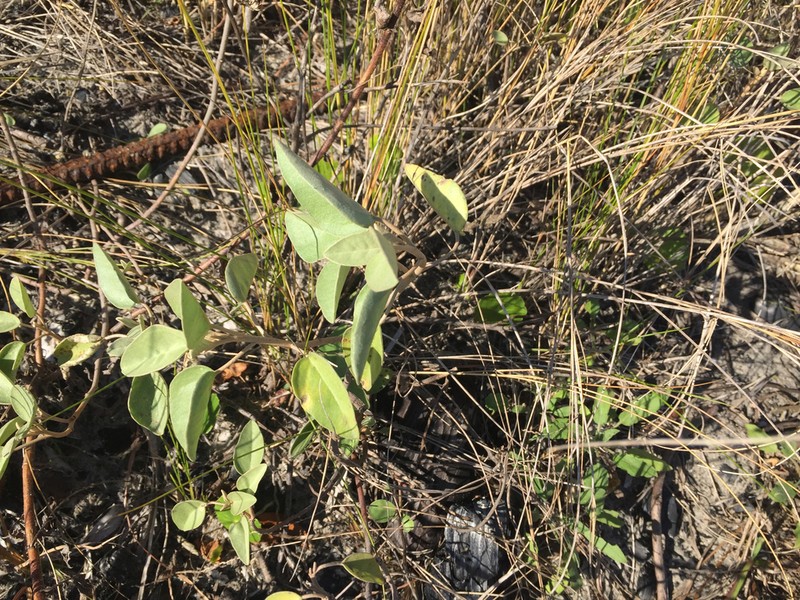 Gulf Croton photo 4