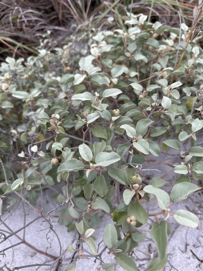 Gulf Croton photo 5
