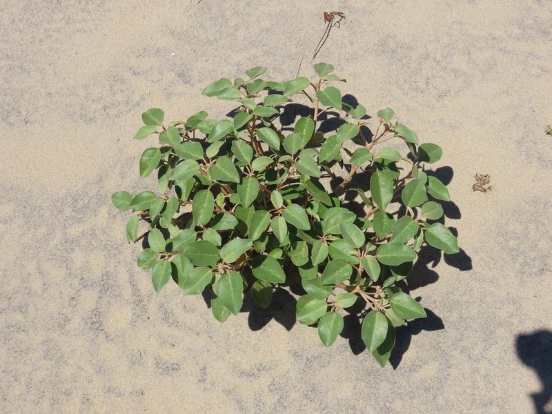Gulf Croton photo 6
