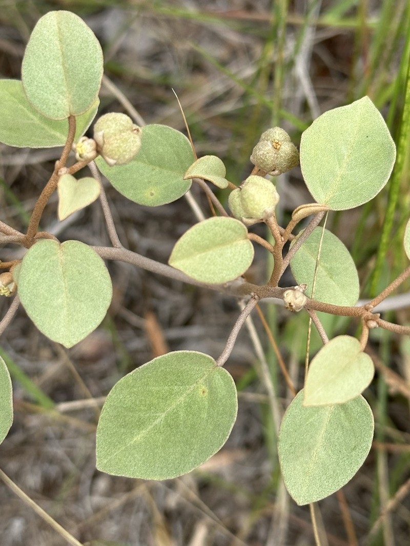 Gulf Croton photo 7