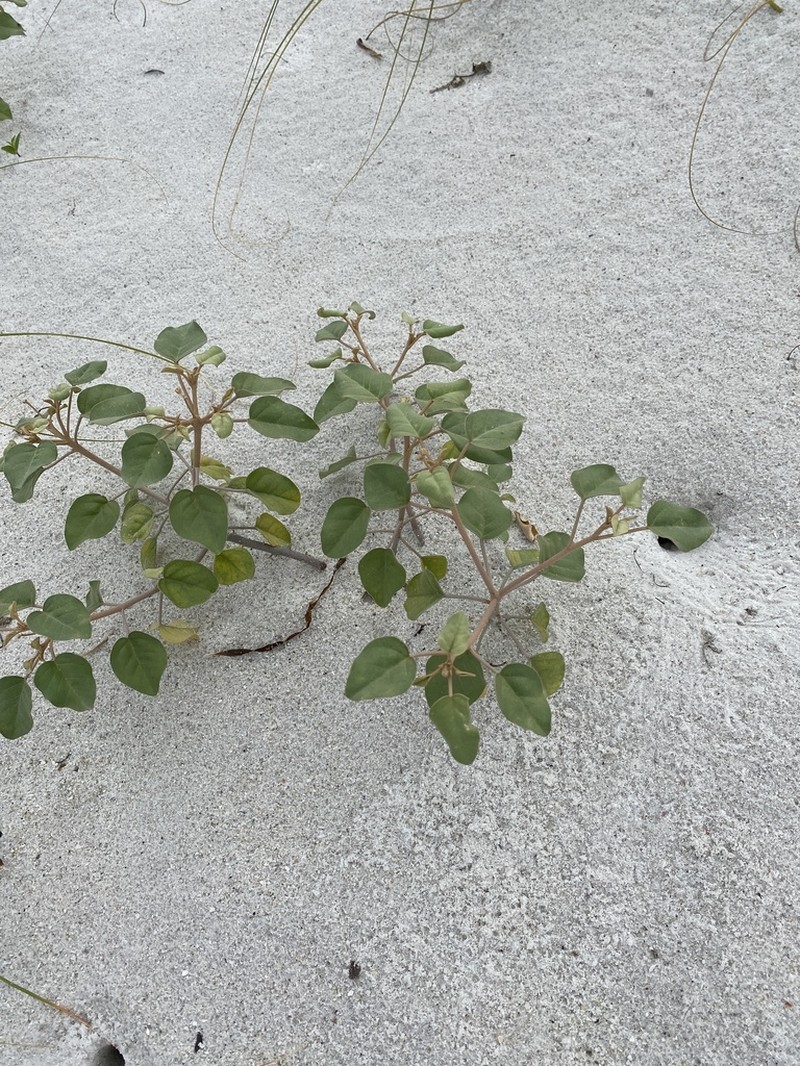 Gulf Croton photo 8
