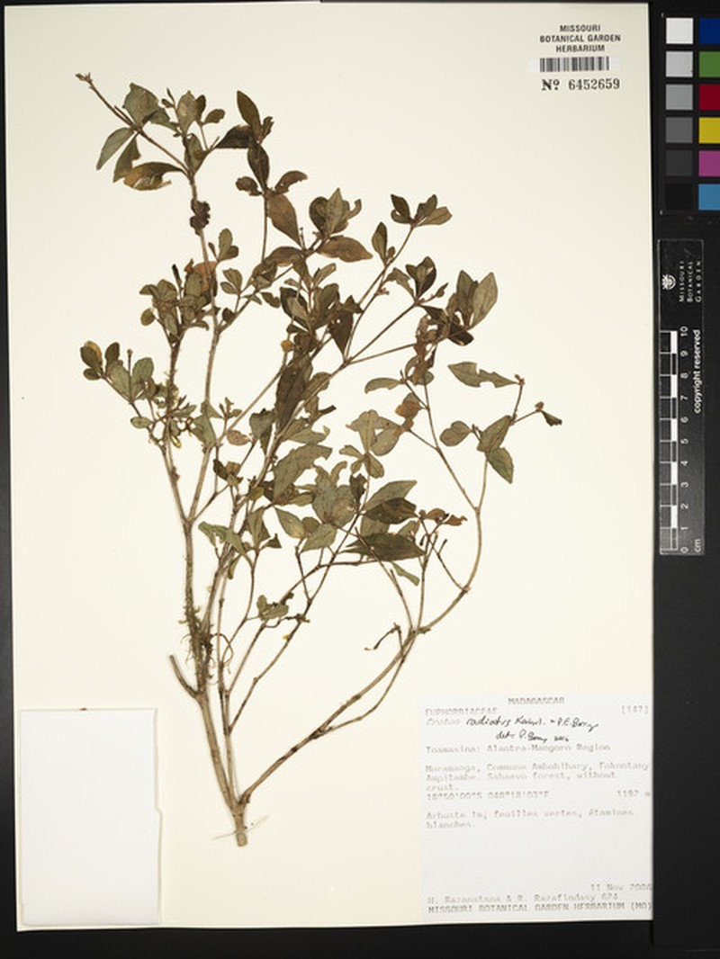 Croton radiatus