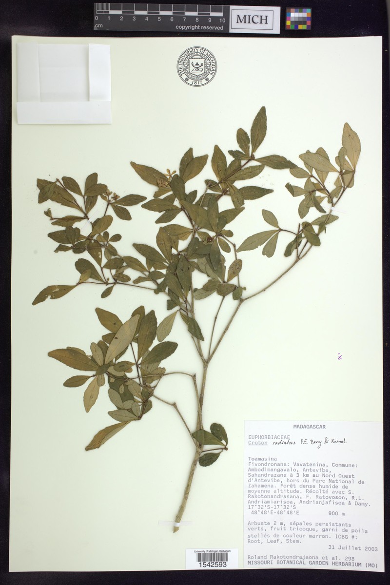Croton radiatus photo 2