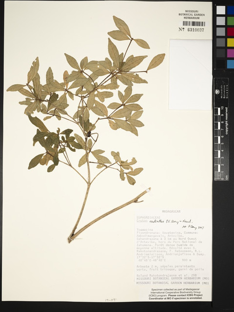Croton radiatus photo 3