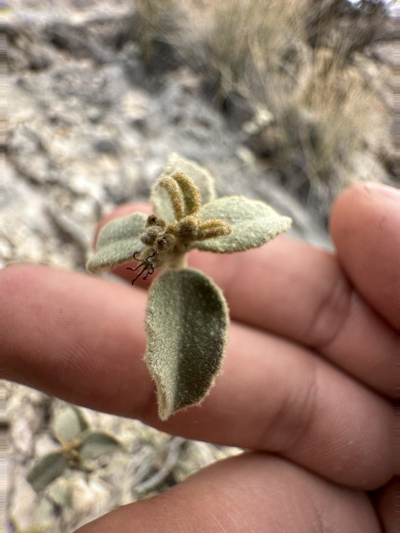 Trans-Pecos Croton photo 3