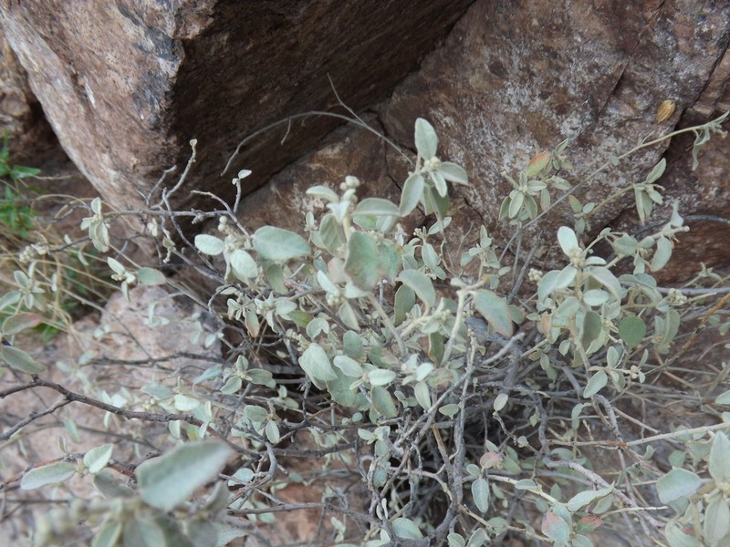 Trans-Pecos Croton photo 4