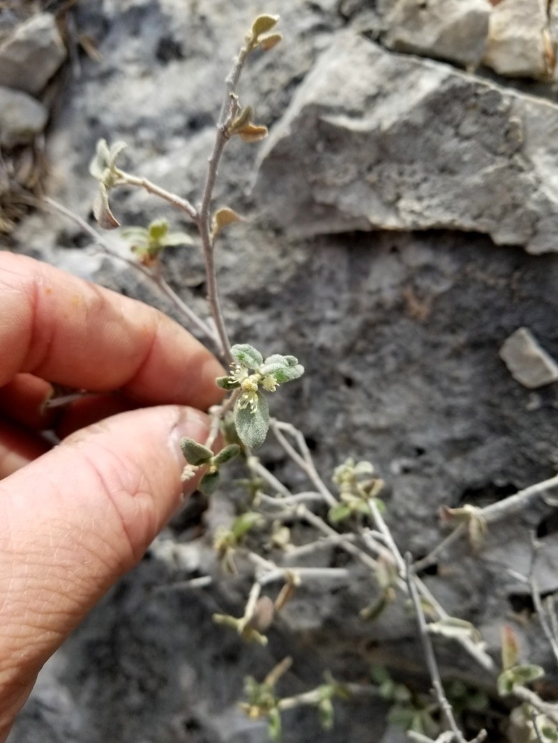 Trans-Pecos Croton photo 5