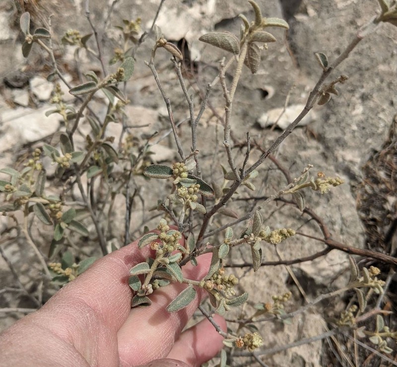 Trans-Pecos Croton photo 6