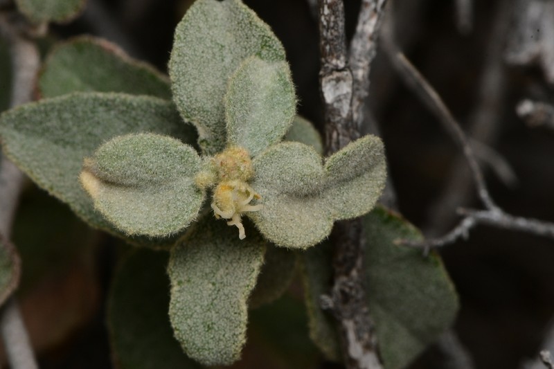 Trans-Pecos Croton photo 7