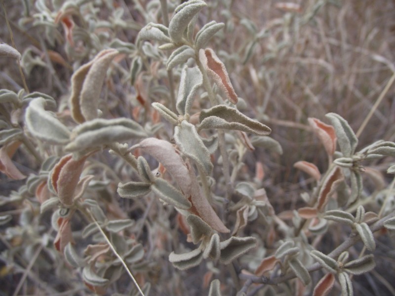 Trans-Pecos Croton photo 8
