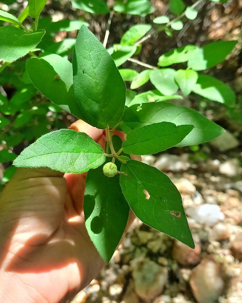 Croton sertanejus
