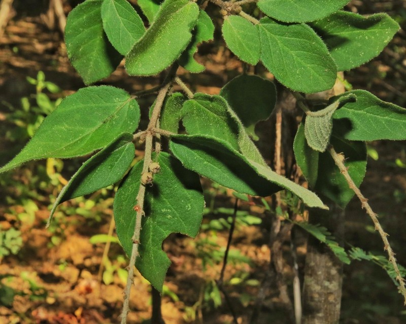 Croton sertanejus photo 2