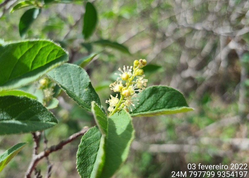 Croton sertanejus photo 3