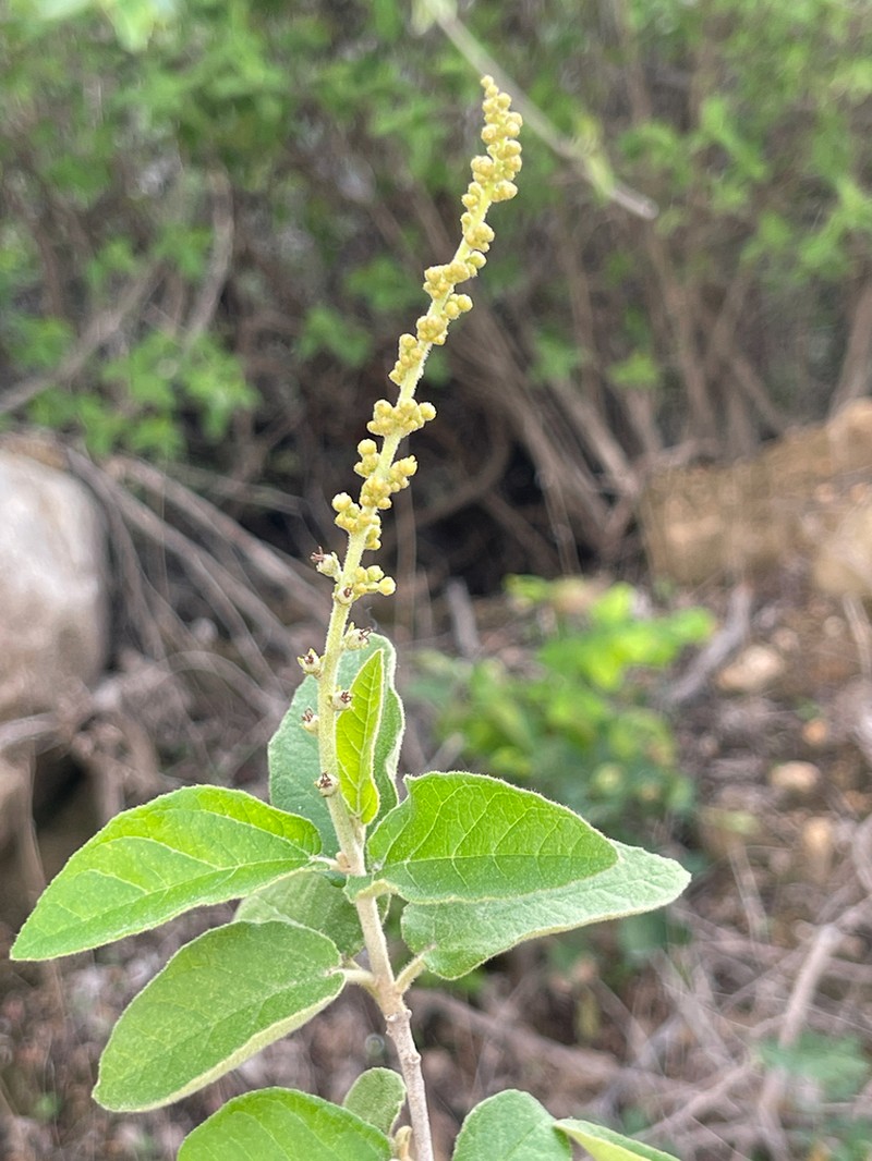Croton sertanejus photo 4