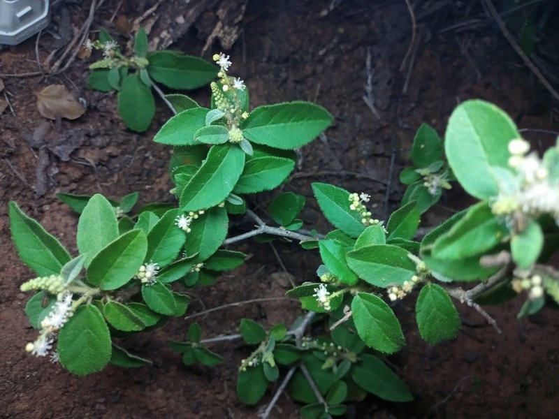 Croton sertanejus photo 5