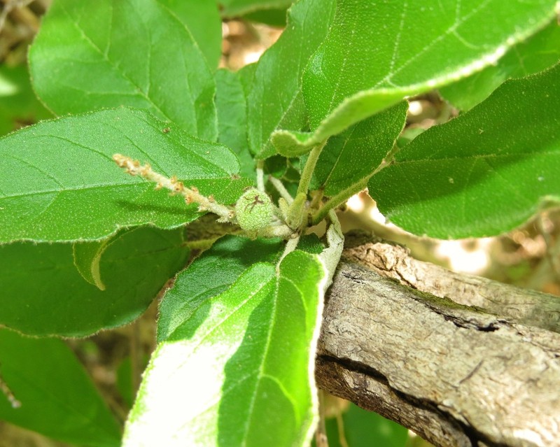 Croton sertanejus photo 6