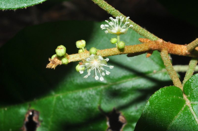 Croton sertanejus photo 7