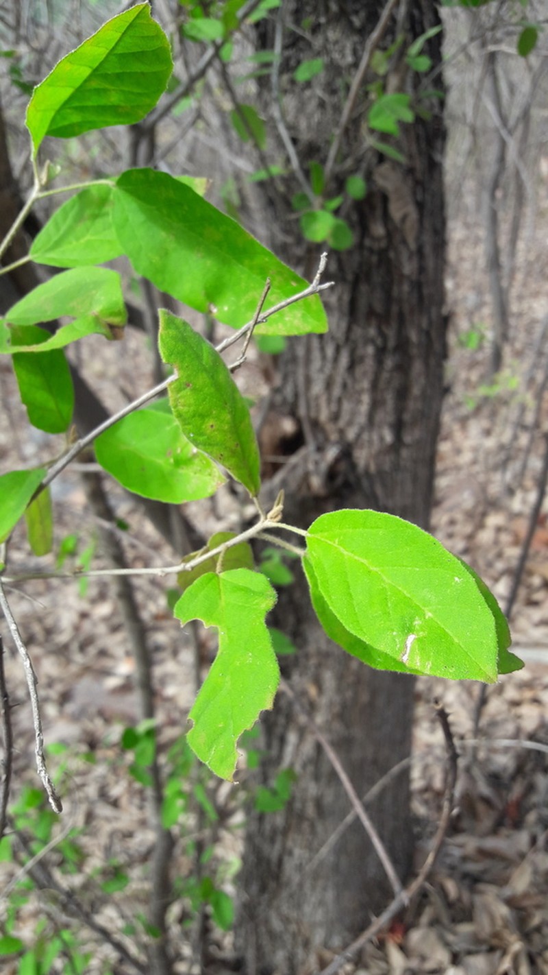 Croton sertanejus photo 8