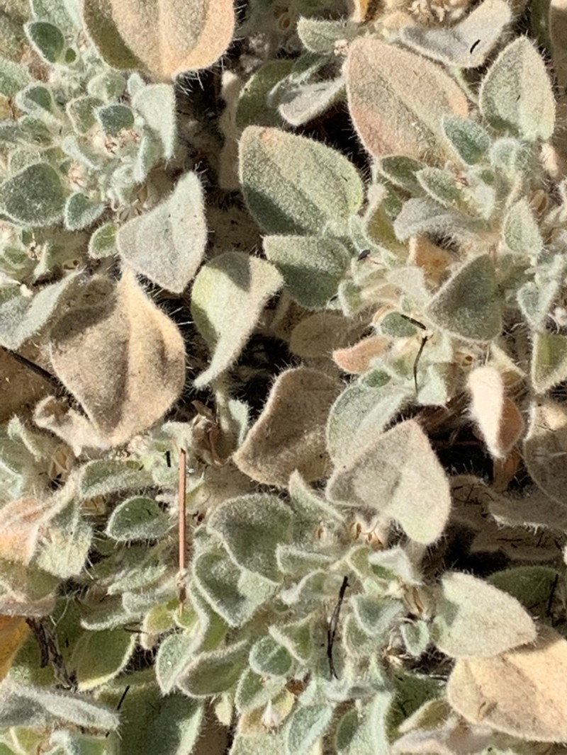 Croton setiger photo 3
