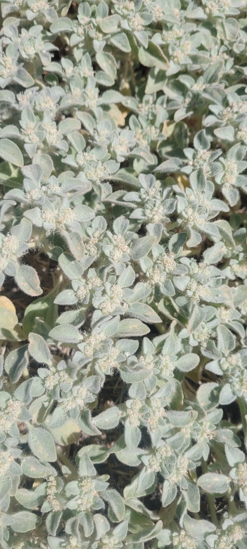 Croton setiger photo 6