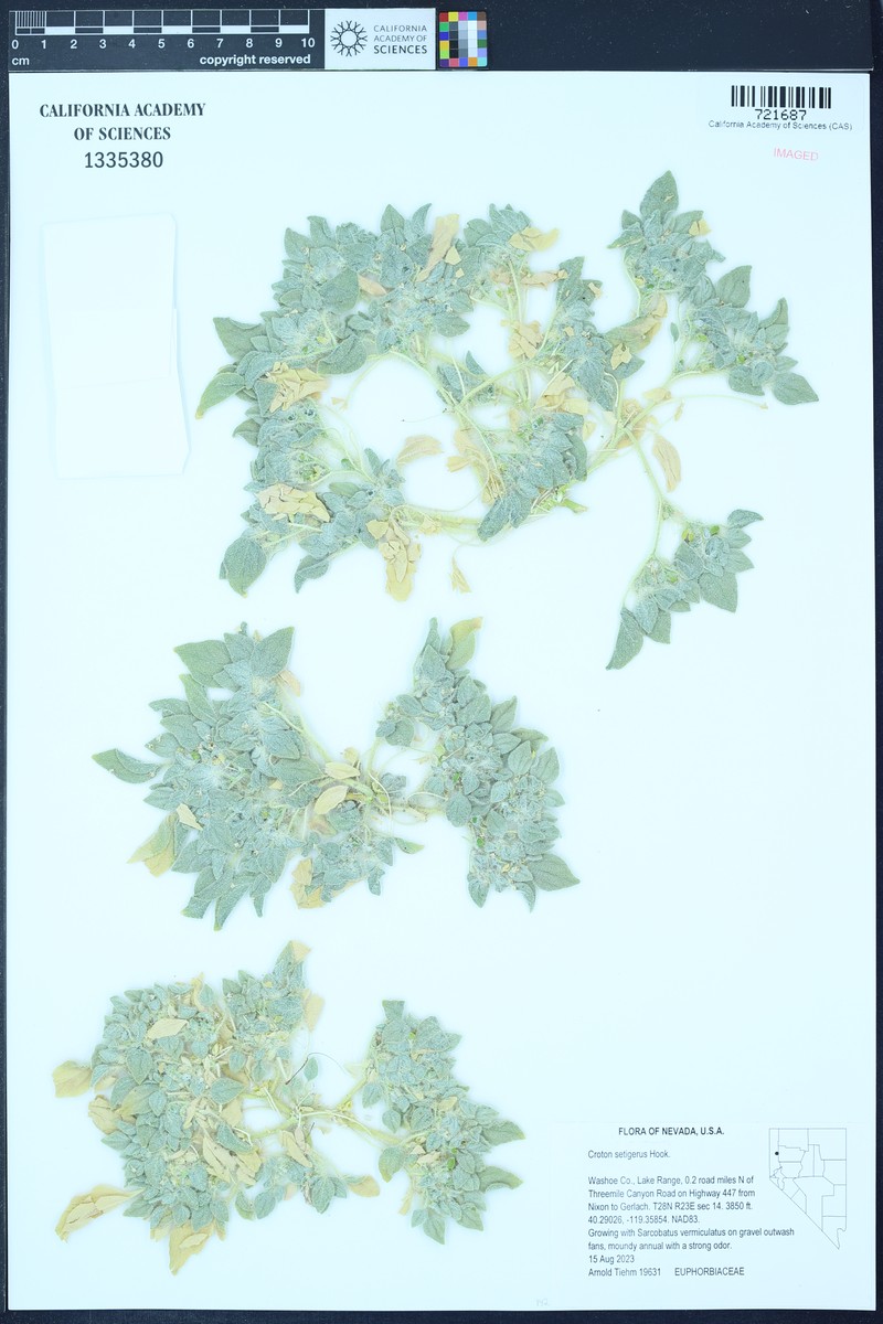 Dove Weed