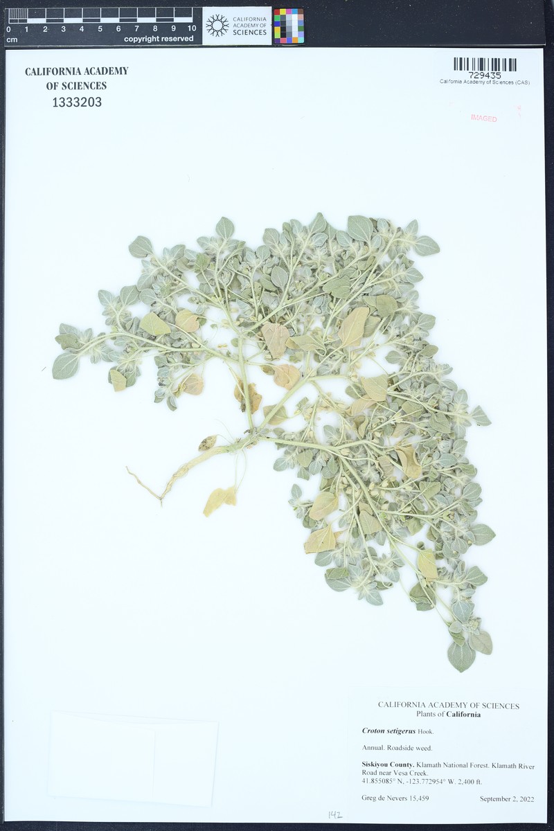 Dove Weed photo 2