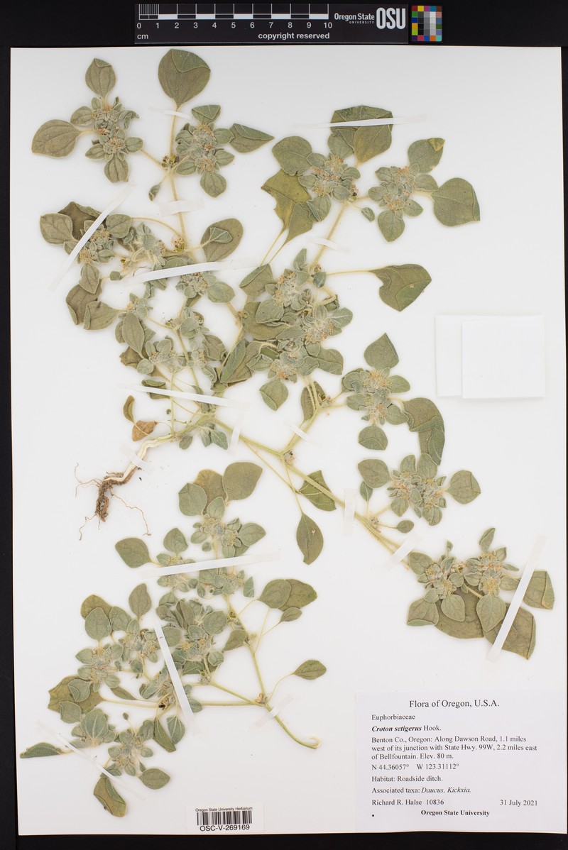 Dove Weed photo 3
