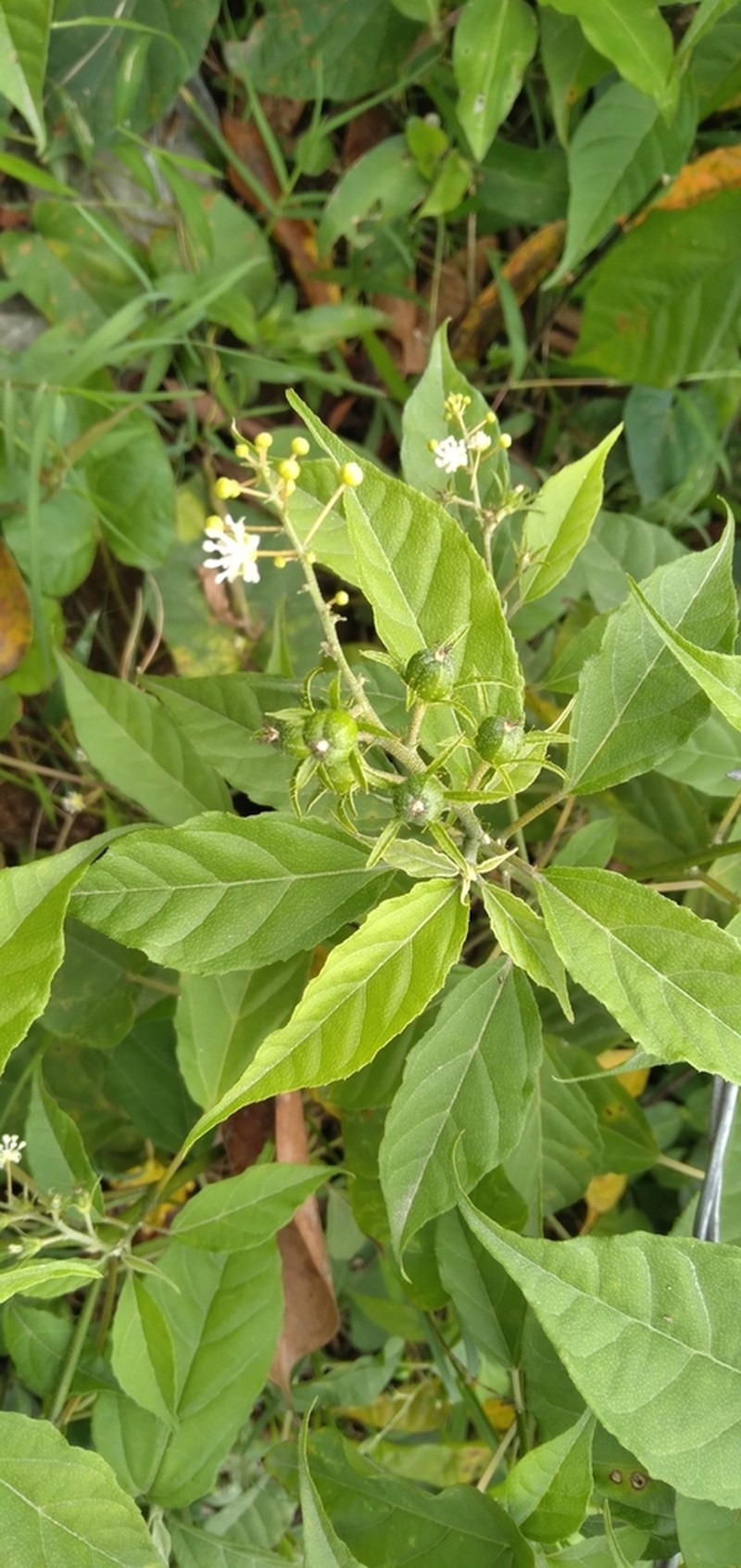 Soliman's Croton photo 2