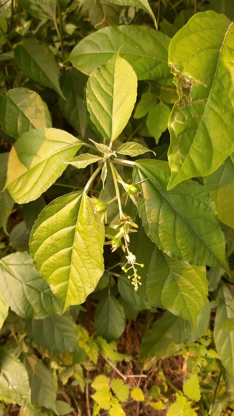Soliman's Croton photo 3