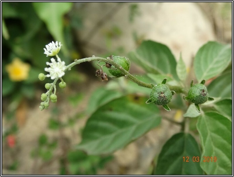 Soliman's Croton photo 4