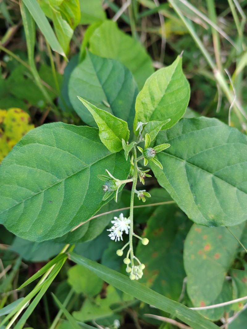 Soliman's Croton photo 5