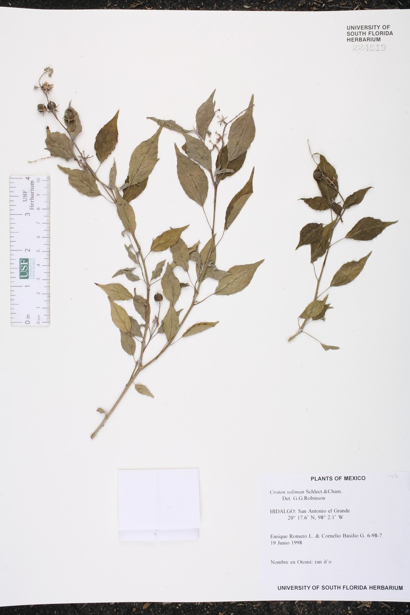 Soliman's Croton photo 7
