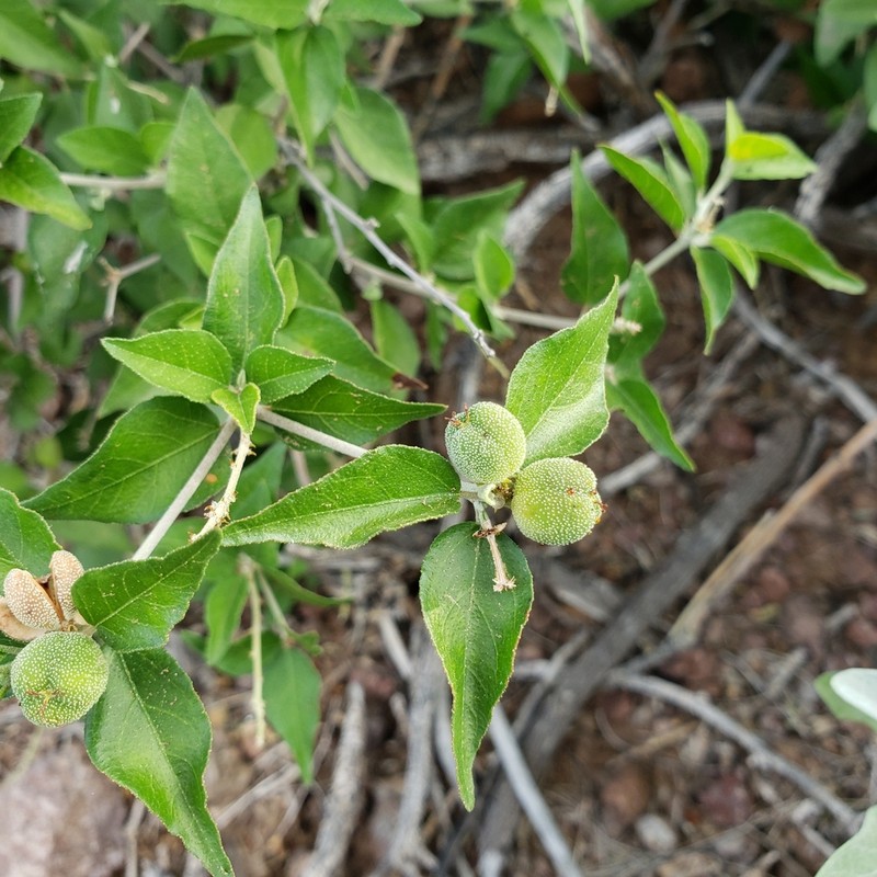 Sonoran Croton