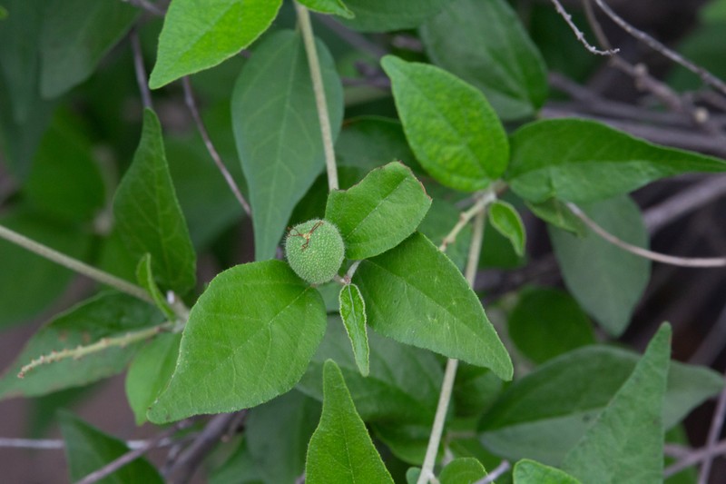 Sonoran Croton photo 2