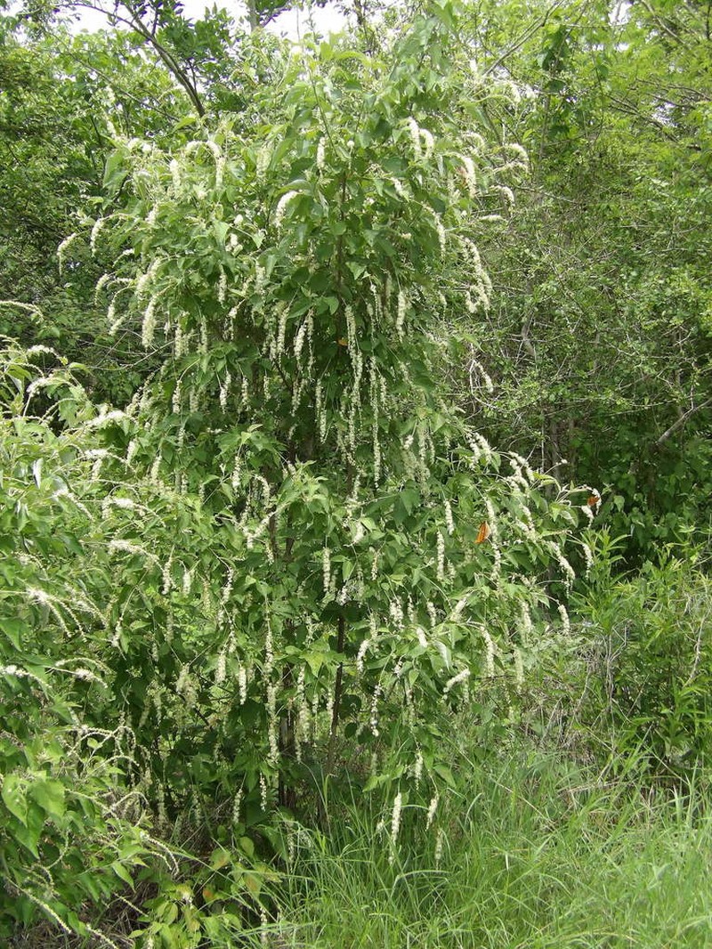 Sonoran Croton photo 3