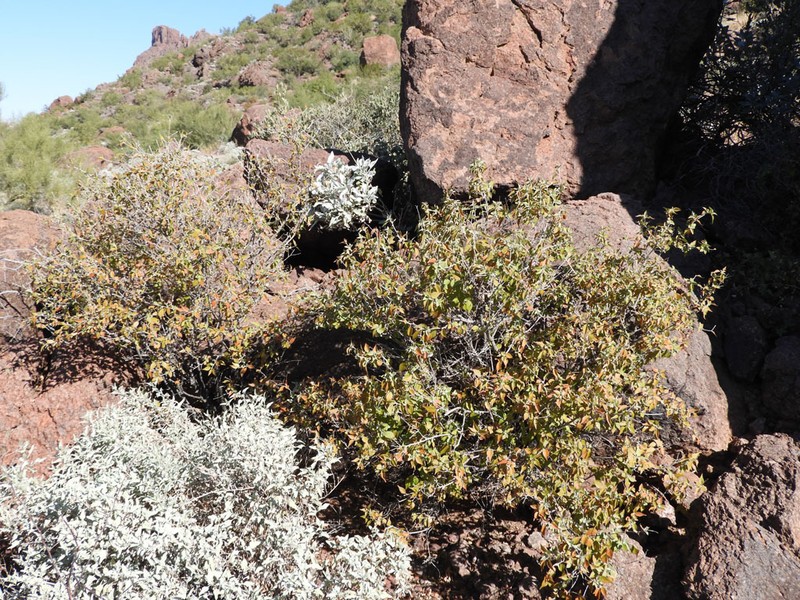 Sonoran Croton photo 4