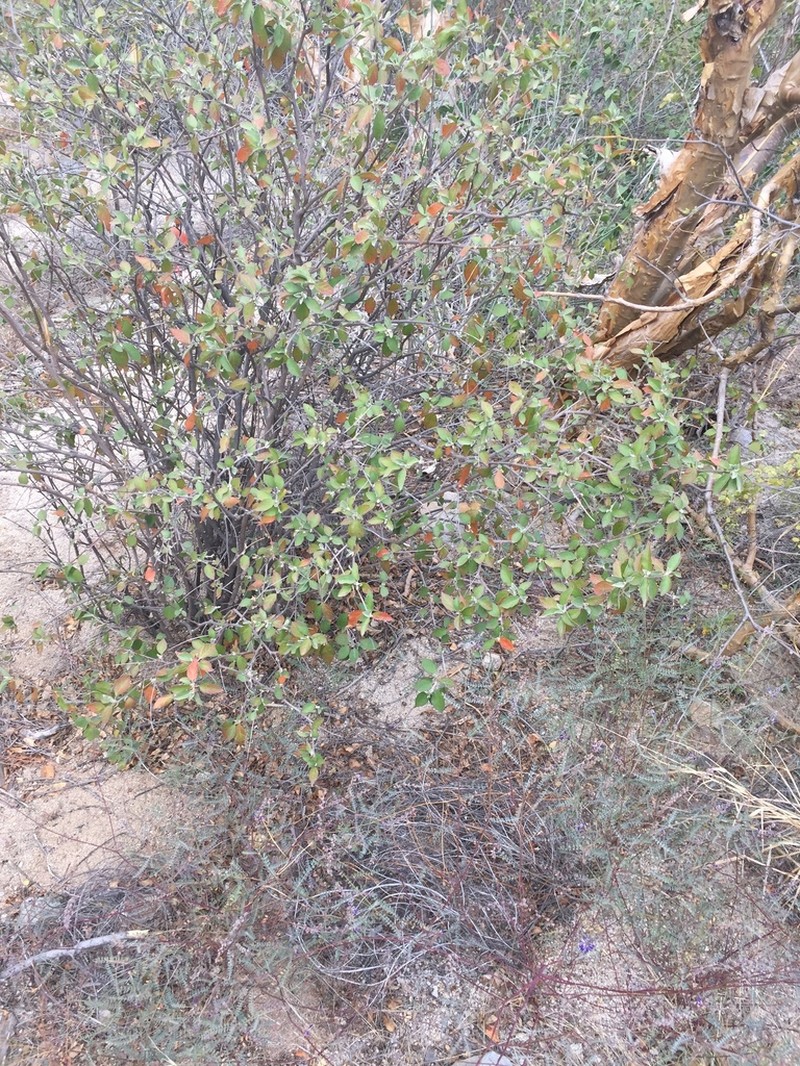 Sonoran Croton photo 5