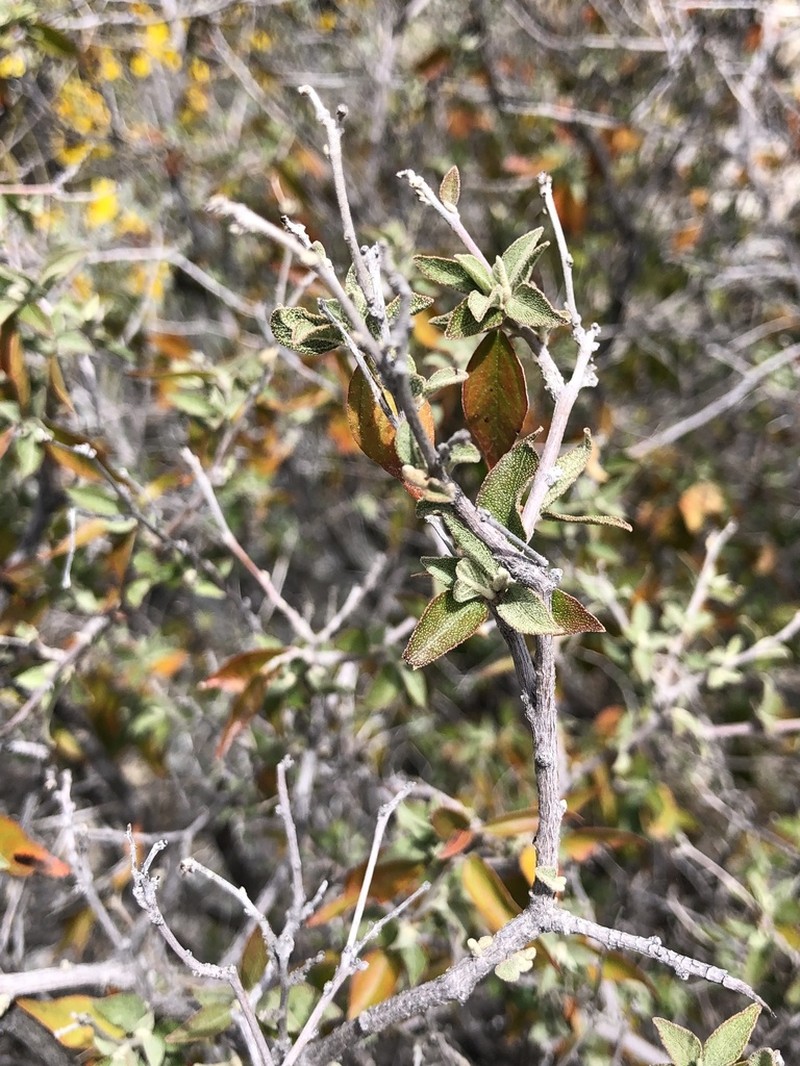 Sonoran Croton photo 6