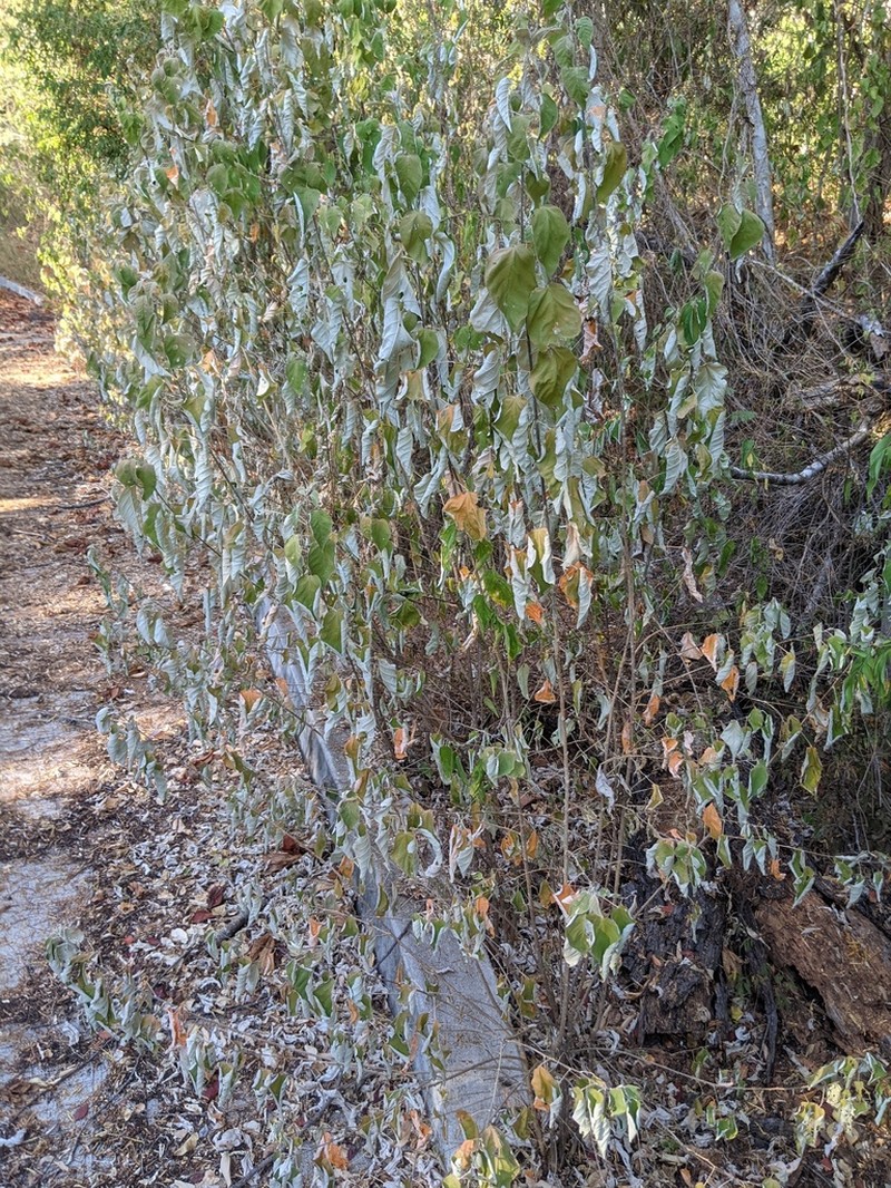 Sonoran Croton photo 8