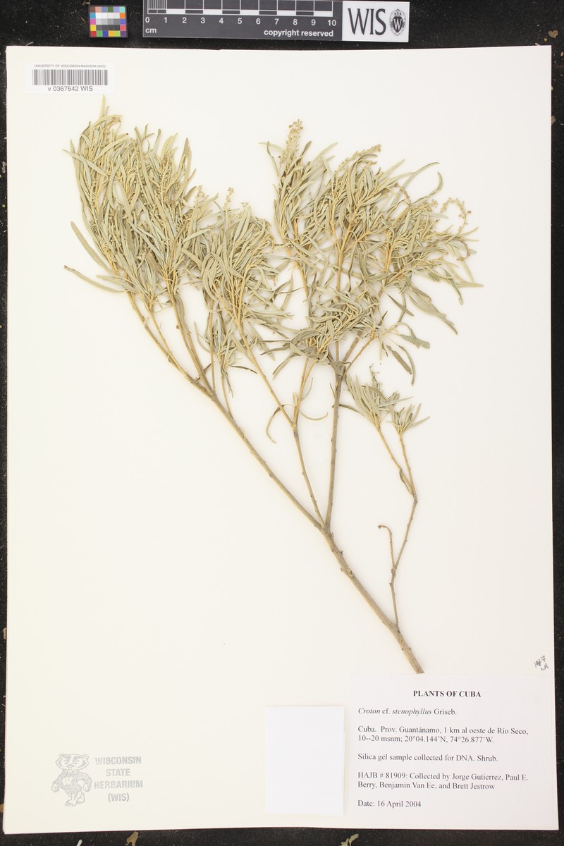 West Indian Croton photo 7