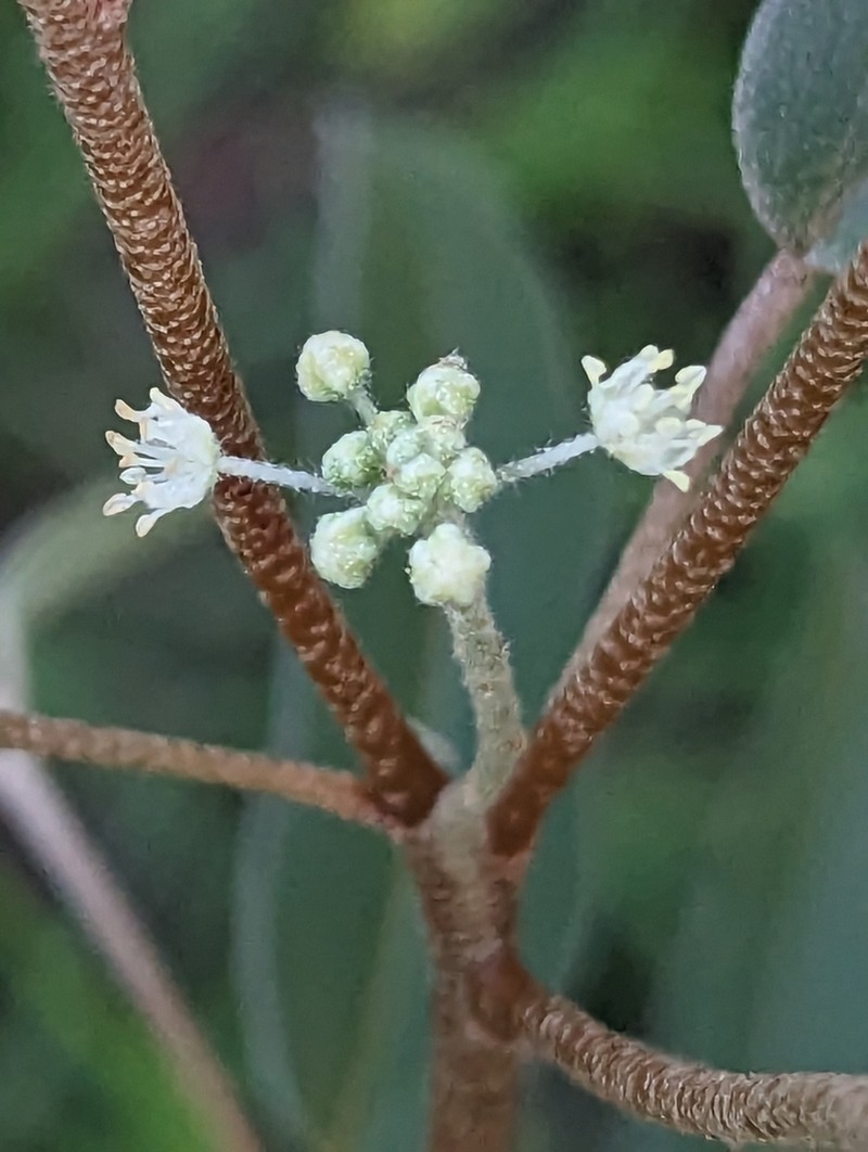Texas Croton