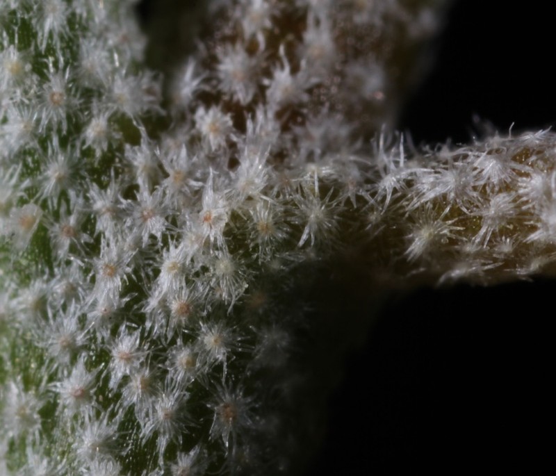 Texas Croton photo 2