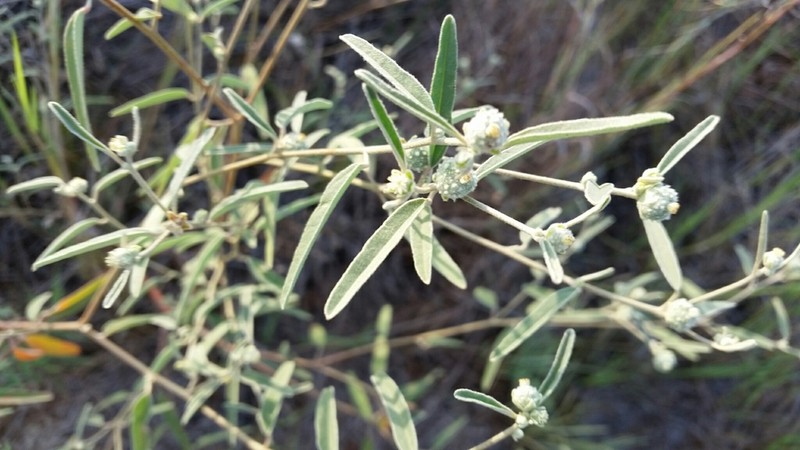 Texas Croton photo 6