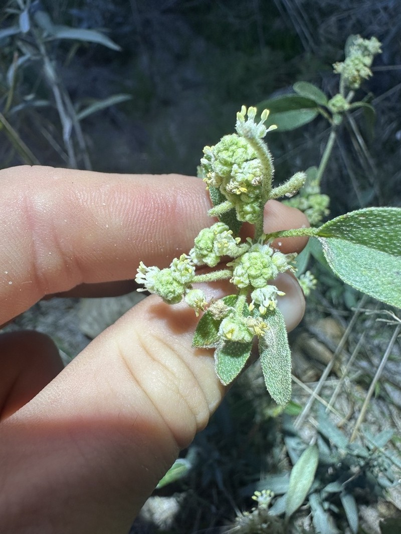 Texas Croton photo 7