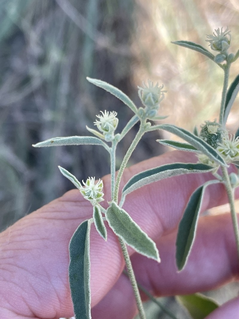 Texas Croton photo 8