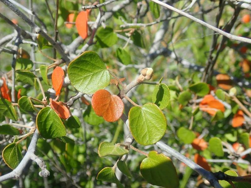 Croton ustulatus photo 3