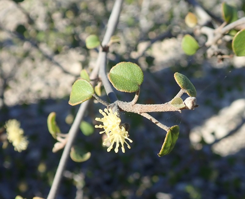 Croton ustulatus photo 5