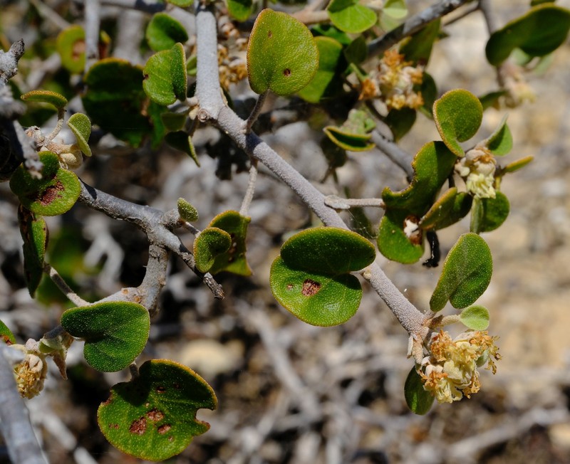 Croton ustulatus photo 7
